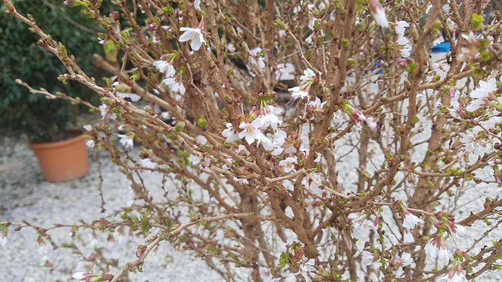 Prunus incisa 'Kojo-no-mai' 80-100 cm